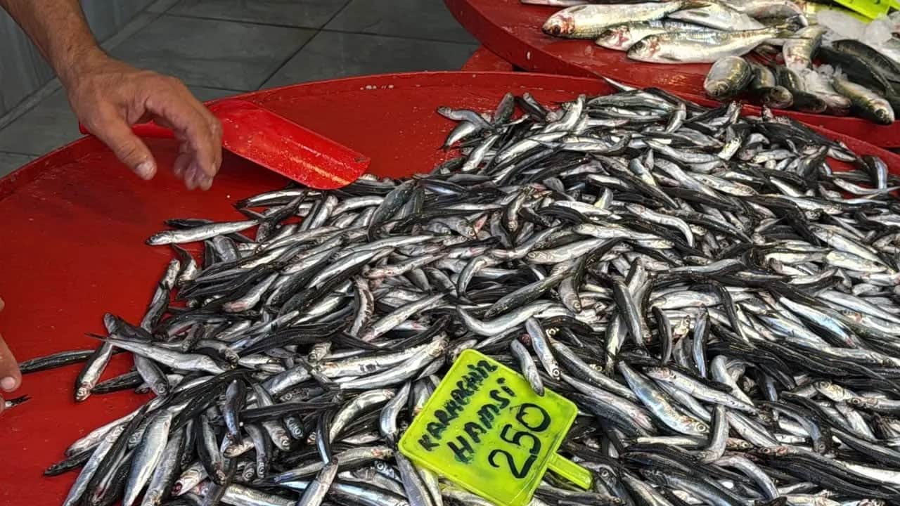 Foto - En faydalı protein, vitamin ve mineraller açısından önemli olduğu belli oldu: Yapay zeka hamsiyi işaret etti