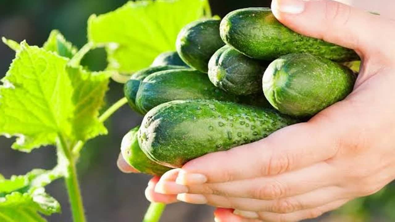 En güçlü yöntem: Salatalıkları haftalarca taze tutuyor! Şefin basit saklama yöntemi ile 10 güne kadar hazır 