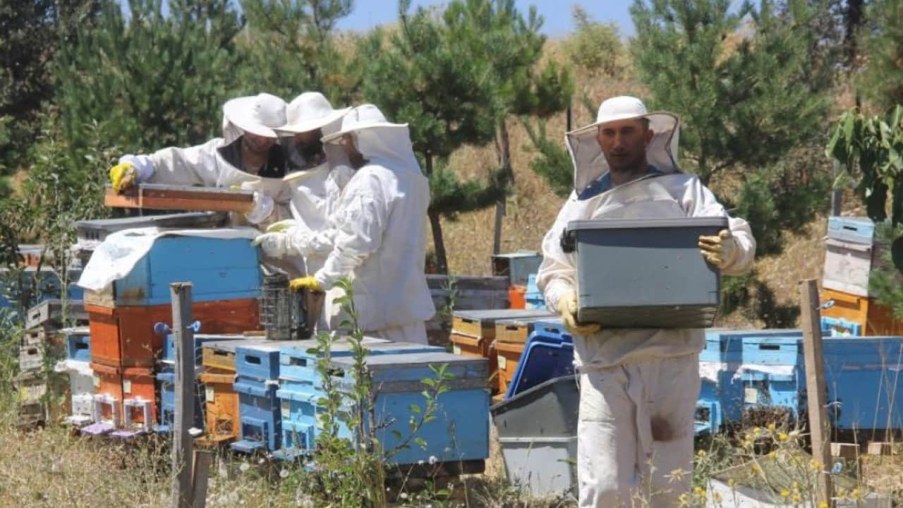 Foto - Erzincan’da arıcıların yüzünü güldüren sezon! Yaylalarda bal hasadı başladı