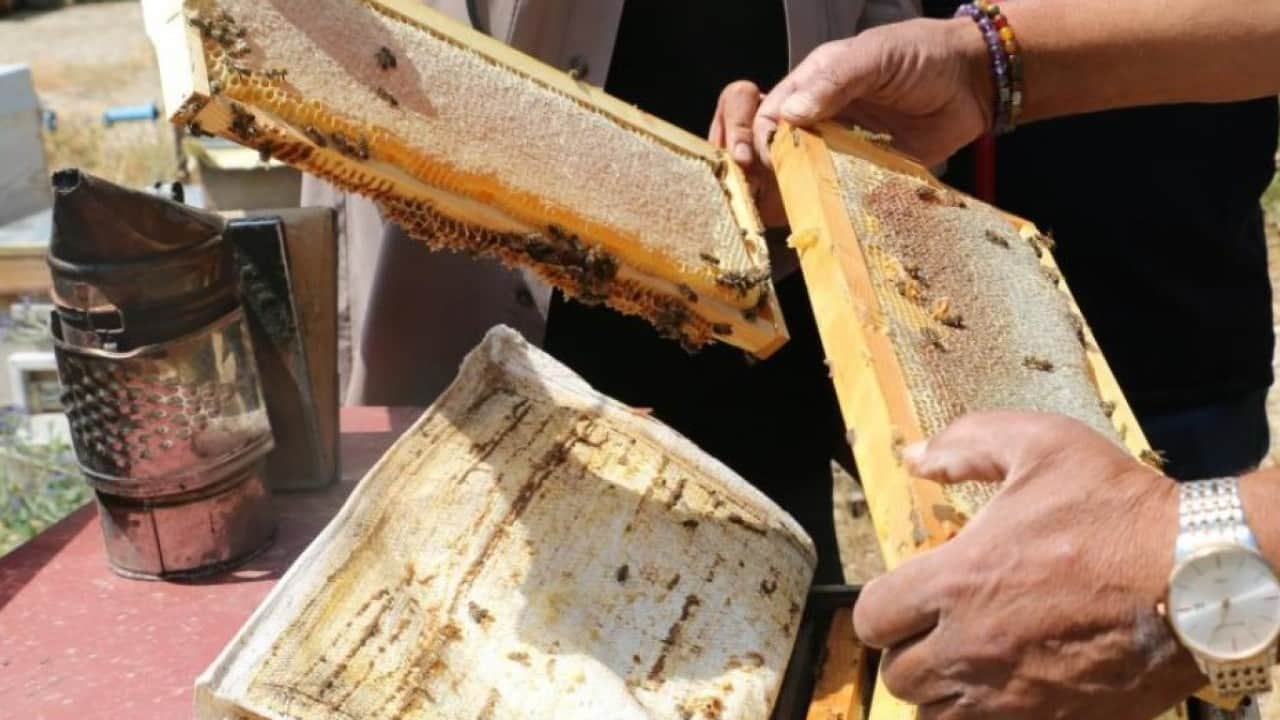 Foto - Erzincan’da bal bereketi! Bu yıl bin 500 ton üretim bekleniyor