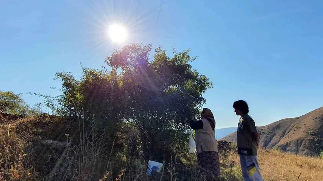 Erzincan'da dağlardan toplanan masaya gelen doğal kaynak... Demir deposu O lezzetin potansiyel özellikleri neler?