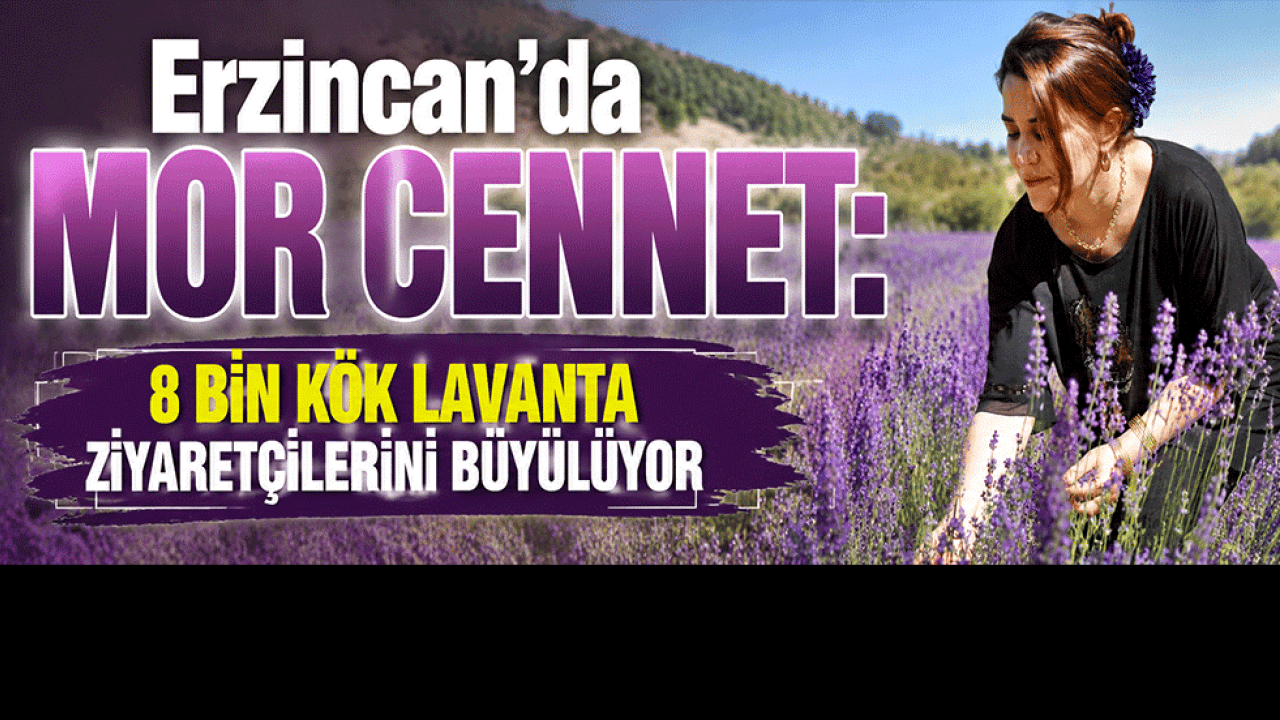 Erzincan'da mor cennet: 8 bin kök lavanta ziyaretçilerini büyülüyor