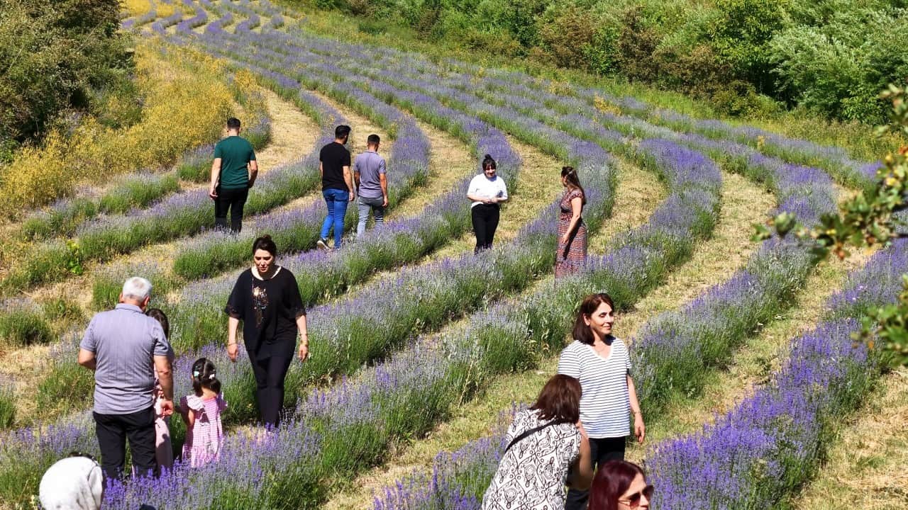 Foto - Erzincan'da mor cennet: 8 bin kök lavanta ziyaretçilerini büyülüyor