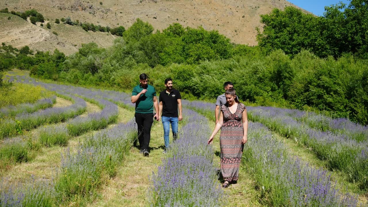 Foto - Erzincan'da mor cennet: 8 bin kök lavanta ziyaretçilerini büyülüyor