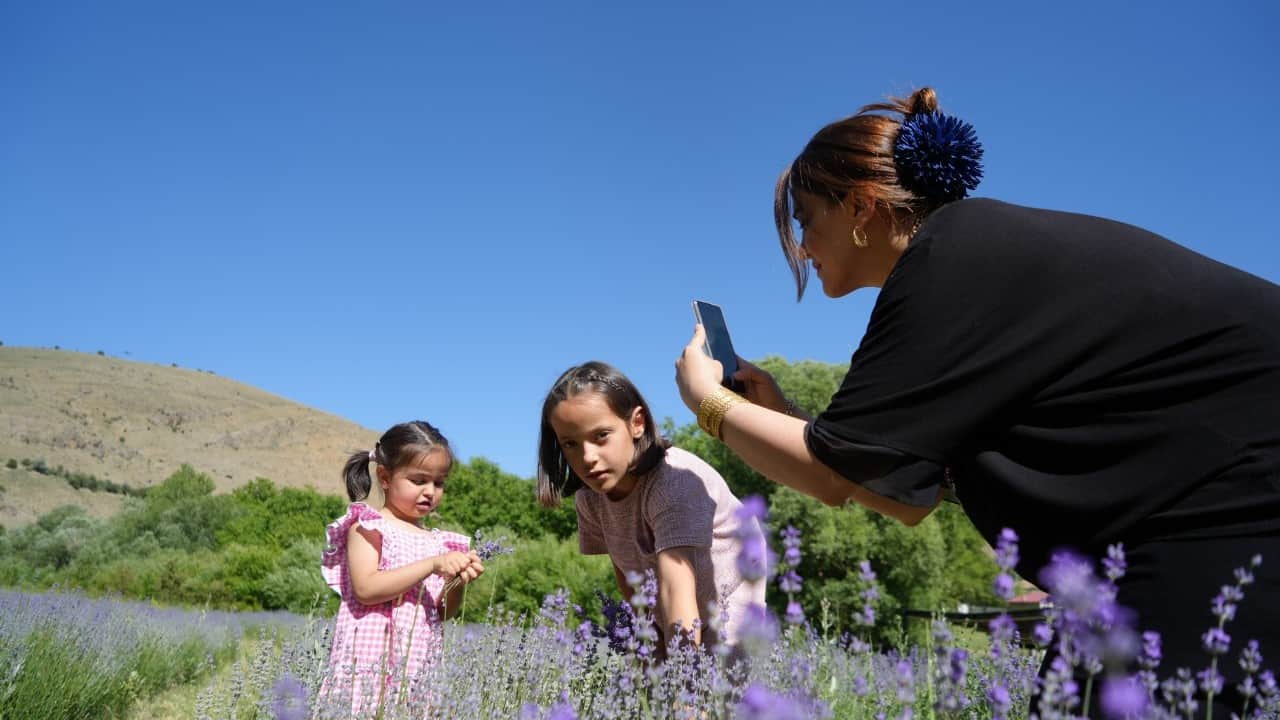 Foto - Erzincan'da mor cennet: 8 bin kök lavanta ziyaretçilerini büyülüyor