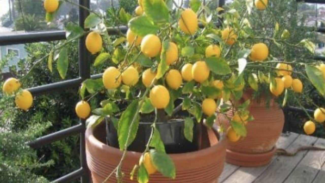 Foto - Evde saksıda limon yetiştirmenin püf noktaları! Evde limona sahip olmanın formülü