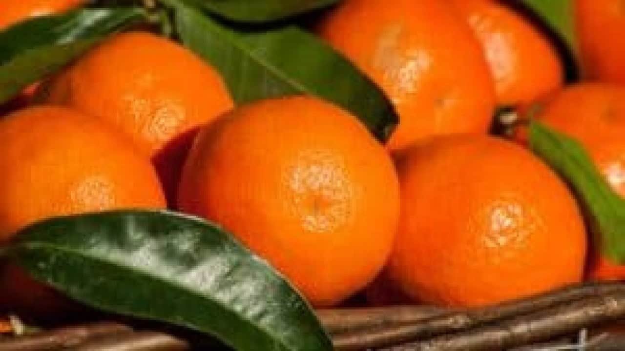 Foto - Eve gidince pişman olmamak için mandalinayı koklayın
