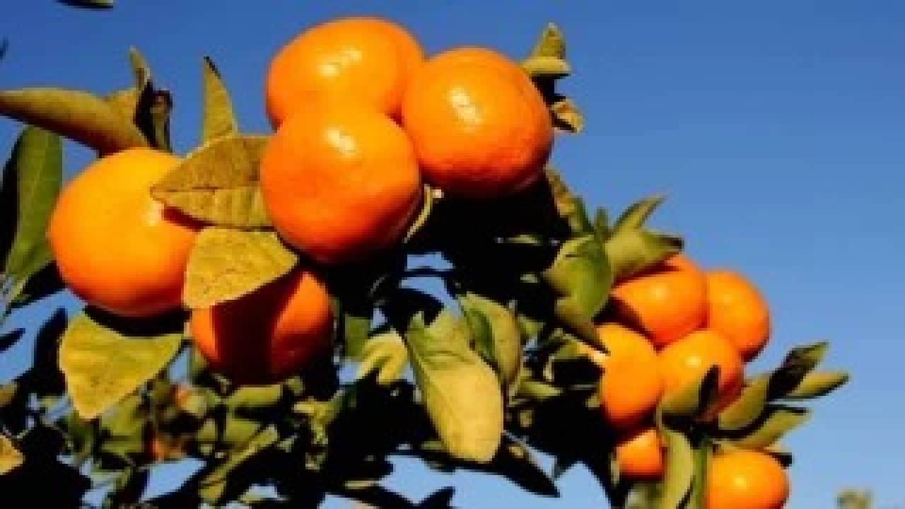 Foto - Eve gidince pişman olmamak için mandalinayı koklayın