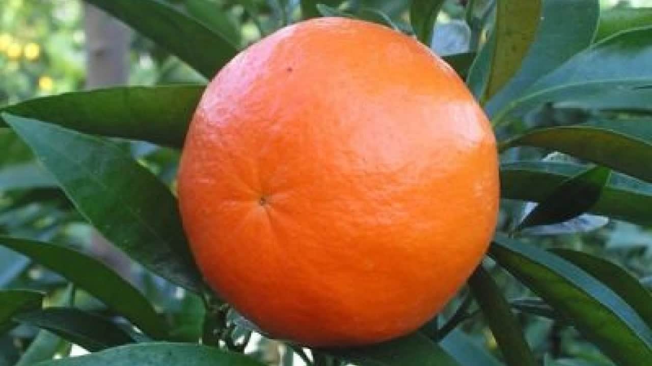 Foto - Eve gidince pişman olmamak için mandalinayı koklayın