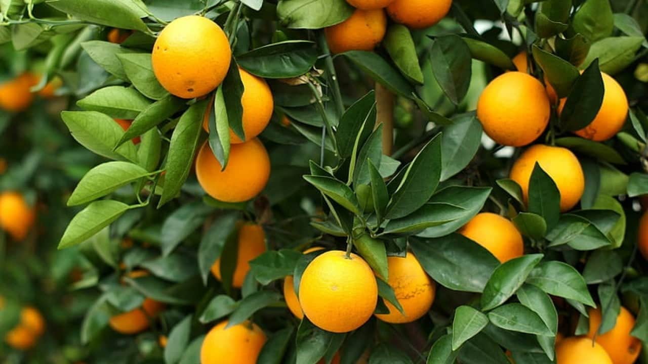 Foto - Eve gidince pişman olmamak için mandalinayı koklayın