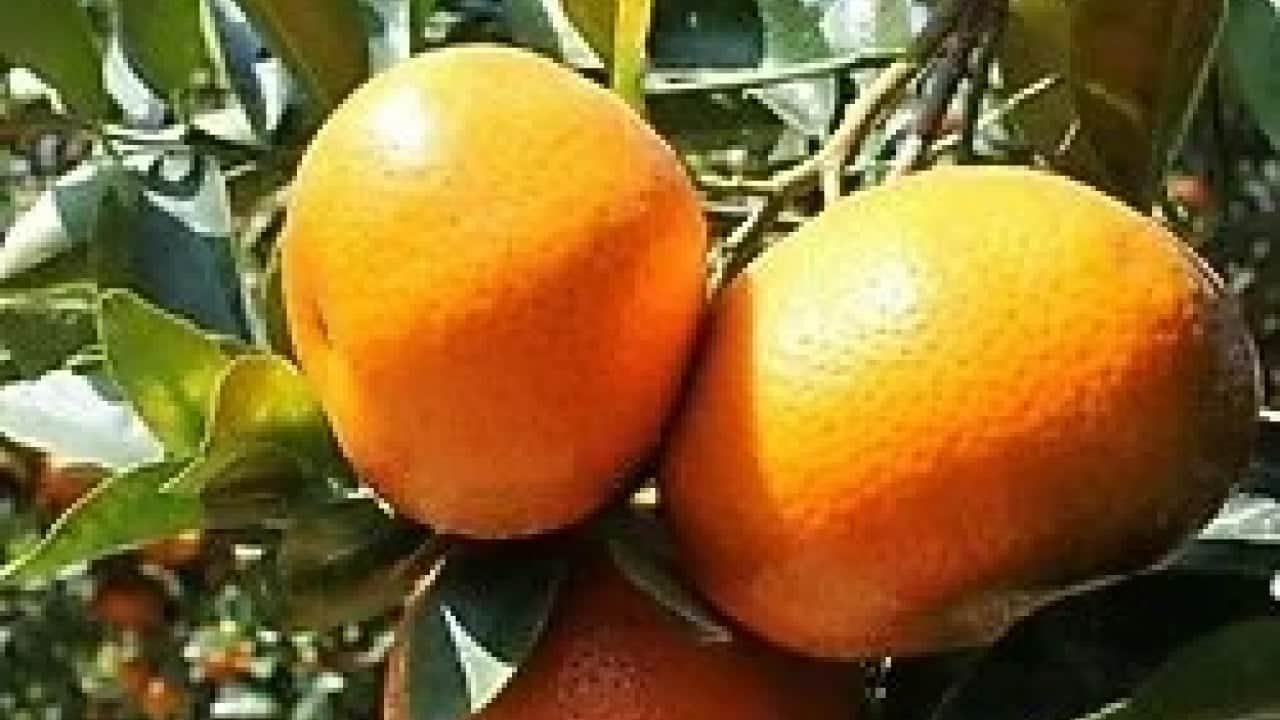 Foto - Eve gidince pişman olmamak için mandalinayı koklayın