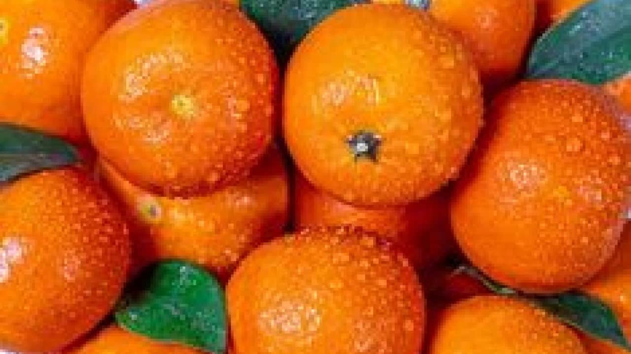 Foto - Eve gidince pişman olmamak için mandalinayı koklayın