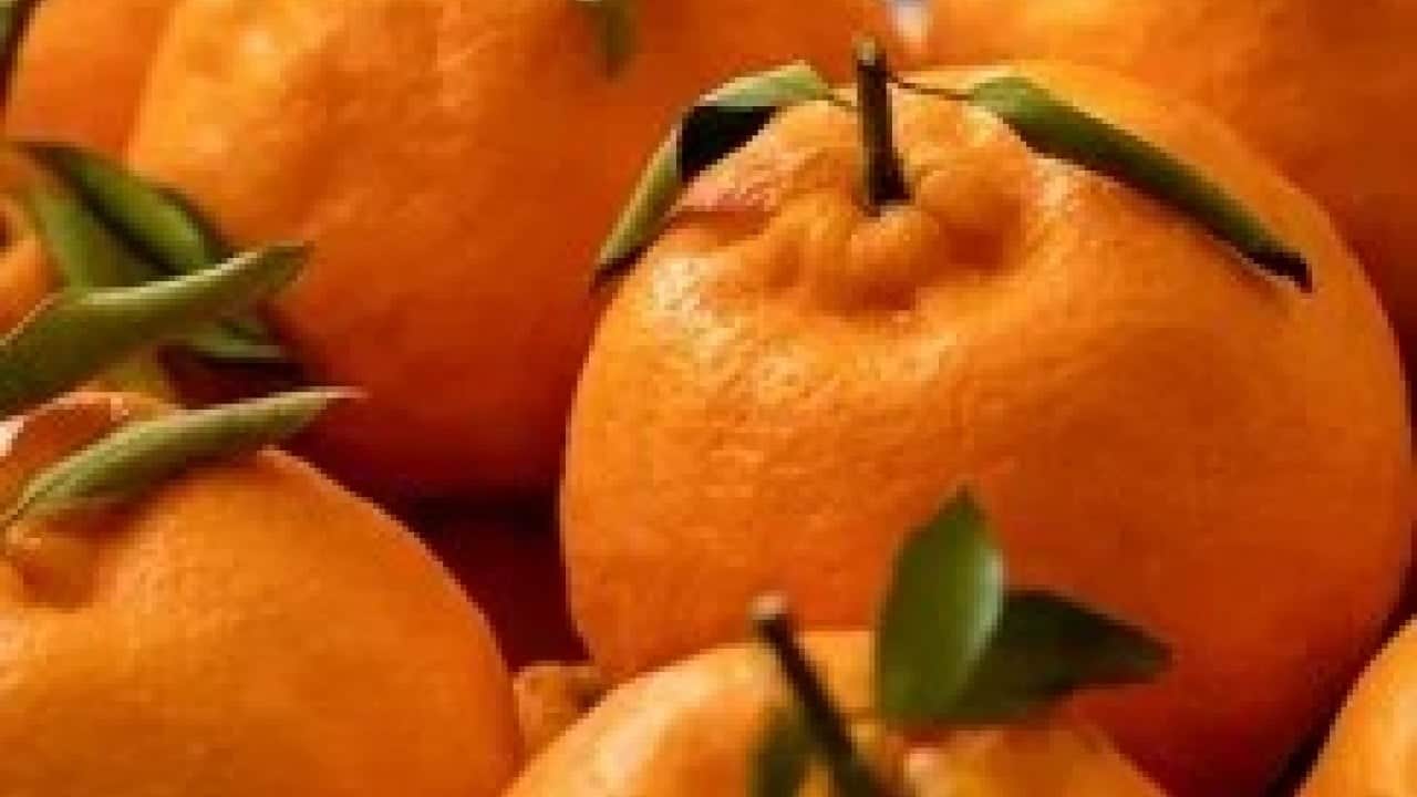 Foto - Eve gidince pişman olmamak için mandalinayı koklayın
