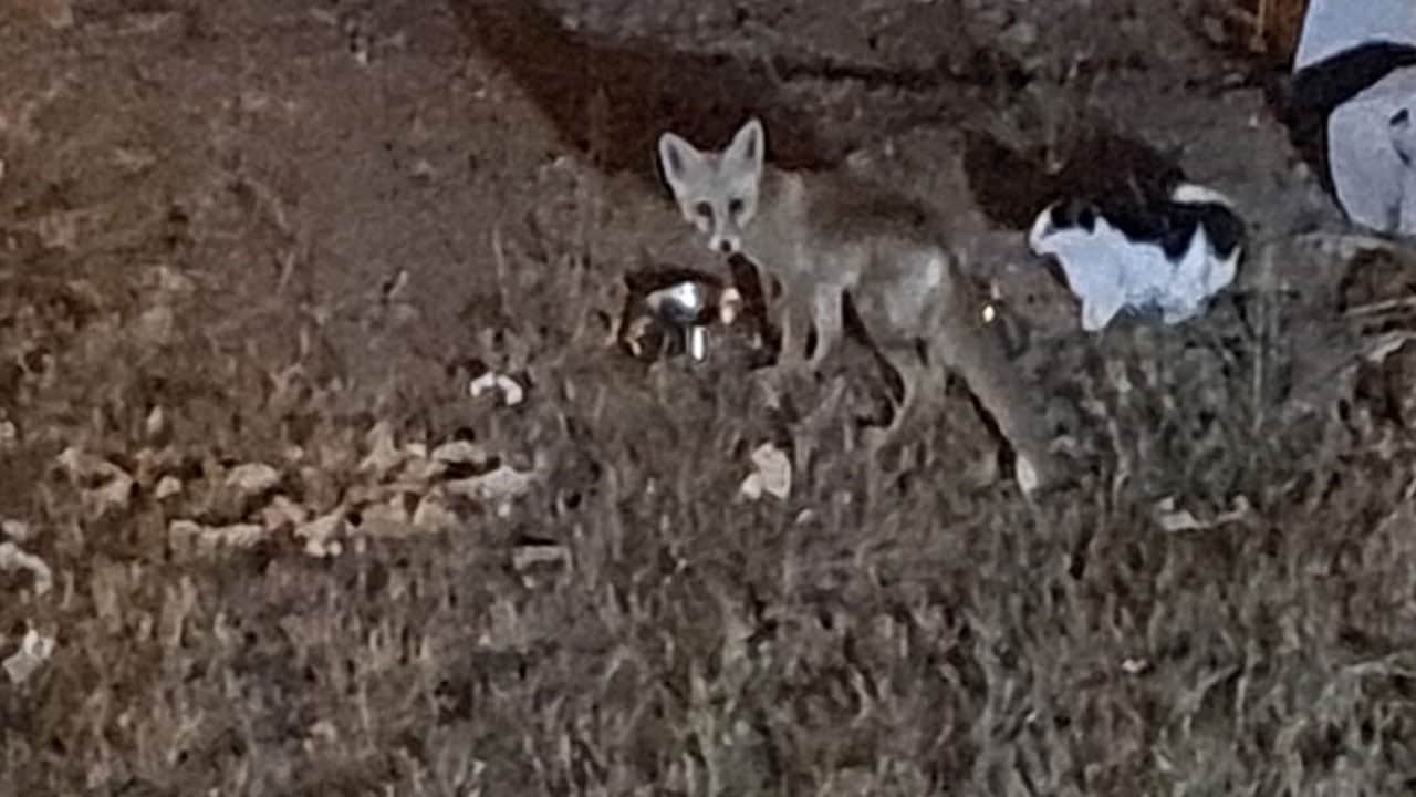 Foto - Evin gezgin müdavimi bir tilki! Her akşam uğrayıp kedilerle mama yiyor