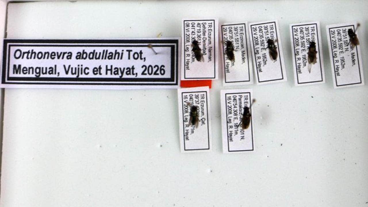 Foto - Evladının adını bilim dünyasında yaşatacak: Keşfettiği sinek türüne ölen oğlunun adını verdi