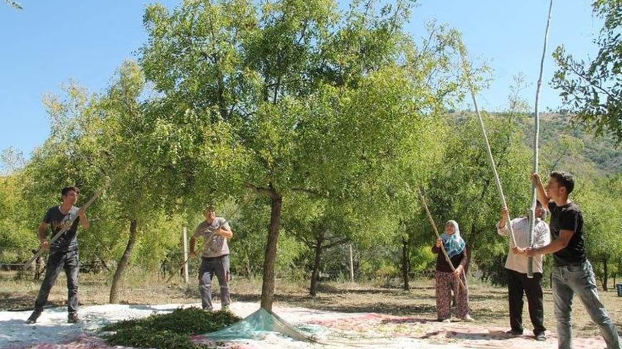 Foto - Eylül ayında bahçesinden toplayan köşe olacak! Tarlada sıraya girilen "ölümsüzlük meyvesinde" rekor sezon başladı