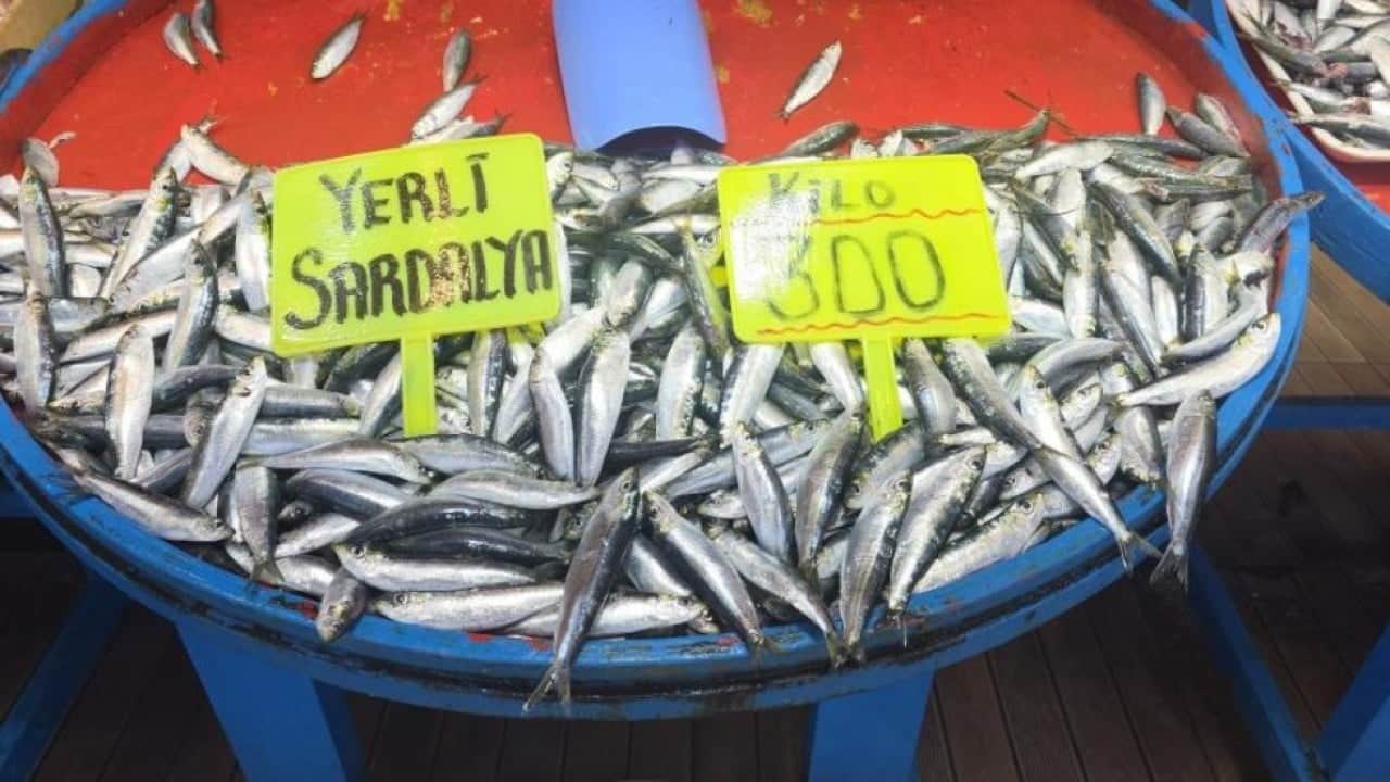 Foto - Eylül ayında palamut bolluğu bekleniyor
