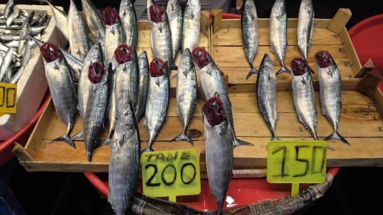 Eylül ayında palamut bolluğu bekleniyor