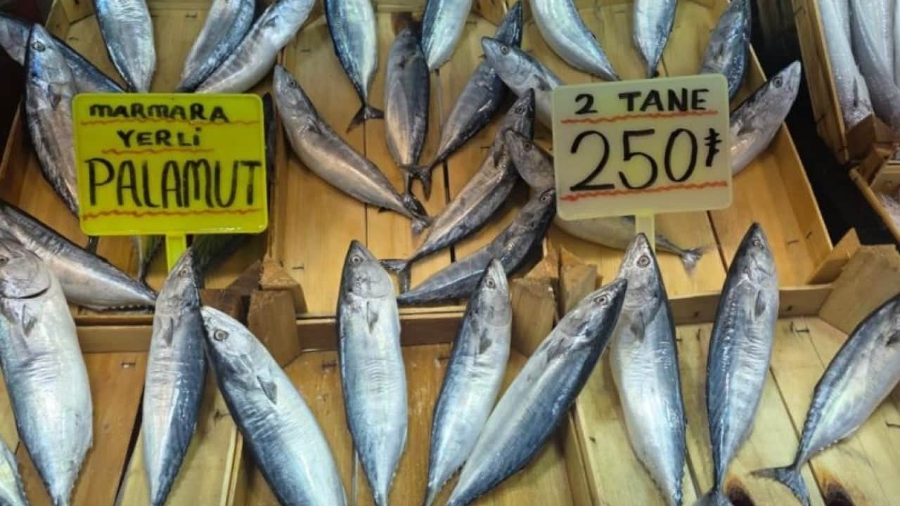 Foto - Eylül ayında palamut bolluğu bekleniyor