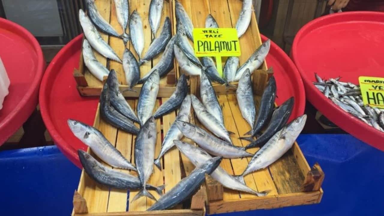 Foto - Eylül ayında palamut bolluğu bekleniyor