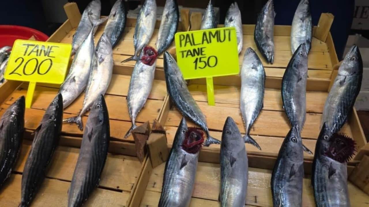 Foto - Eylül ayında palamut bolluğu bekleniyor