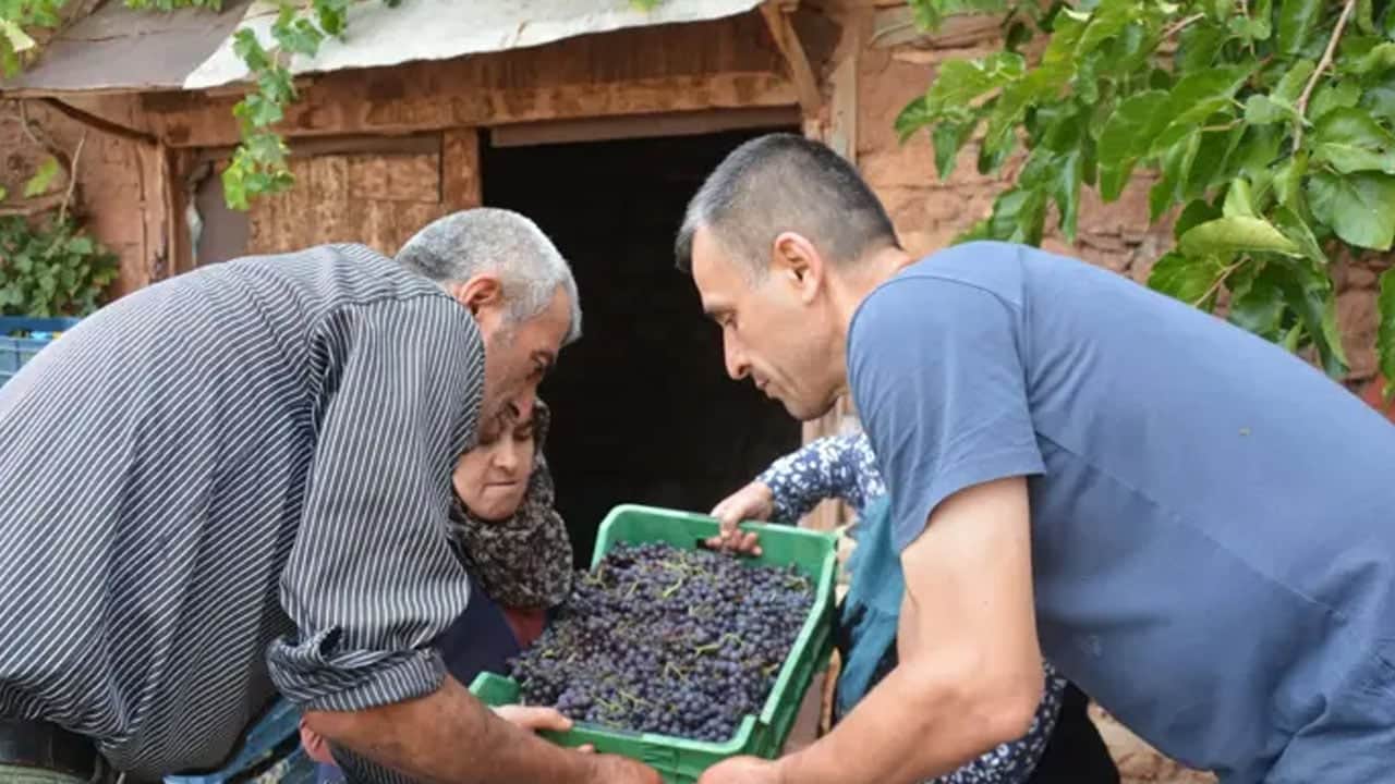  Eylül’den bu yana: Üzümün işte günlük mesaisi! Tadını bilen az... Binlerce yıllık sırrına bakın neymiş