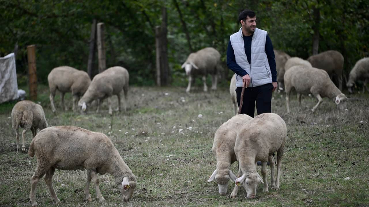 Foto - Fabrikada işçisi, devletten aldığı 100 küçükbaş ile patron da oldu: Herkes başvursun, herkes zengin olsun!