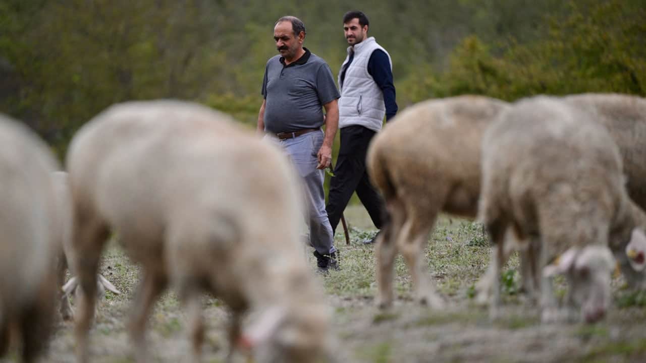 Foto - Fabrikada işçisi, devletten aldığı 100 küçükbaş ile patron da oldu: Herkes başvursun, herkes zengin olsun!