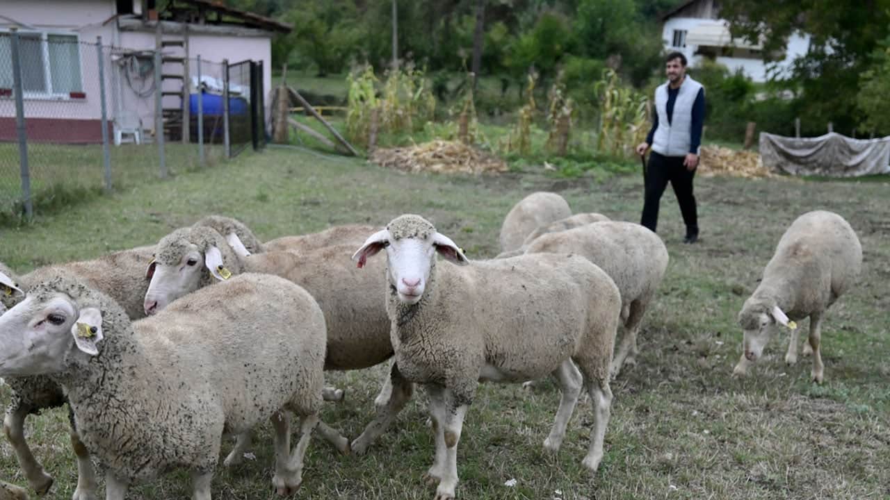 Foto - Fabrikada işçisi, devletten aldığı 100 küçükbaş ile patron da oldu: Herkes başvursun, herkes zengin olsun!