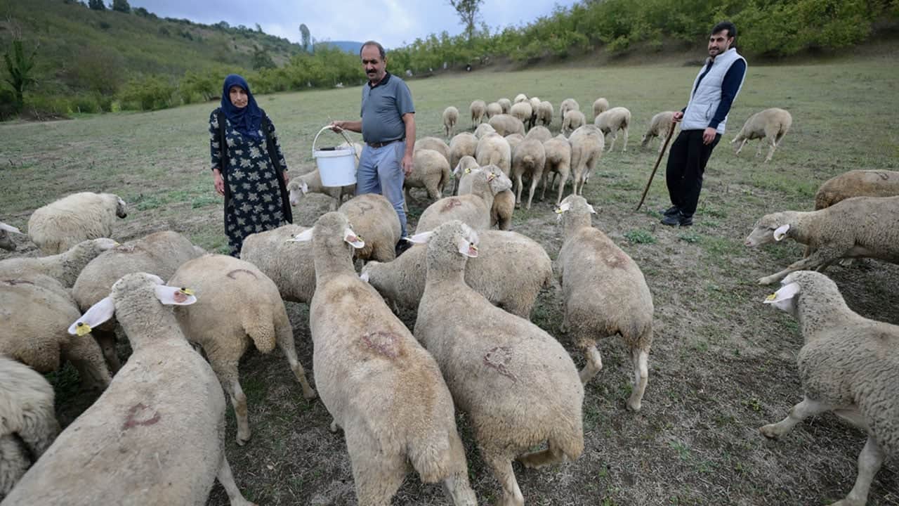 Foto - Fabrikada işçisi, devletten aldığı 100 küçükbaş ile patron da oldu: Herkes başvursun, herkes zengin olsun!
