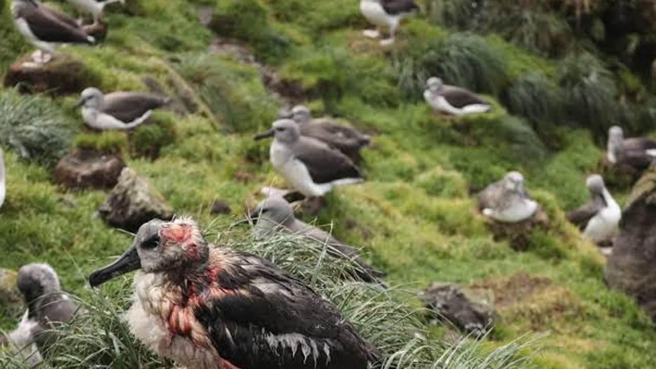 Foto - Fareler için adaya salınan 5 kedi felakete neden oldu: Milyonlarca kuşu katlettiler! 