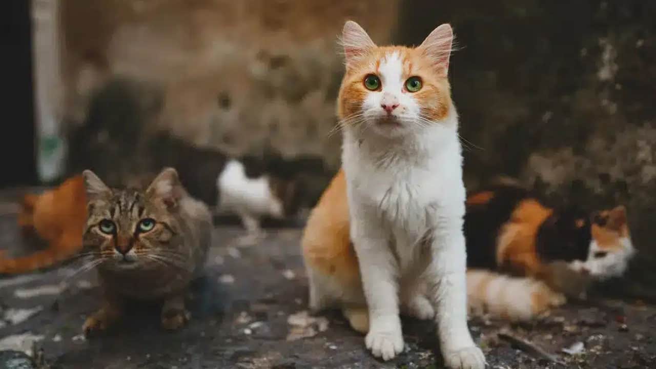 Foto - Fareler için adaya salınan 5 kedi felakete neden oldu: Milyonlarca kuşu katlettiler! 