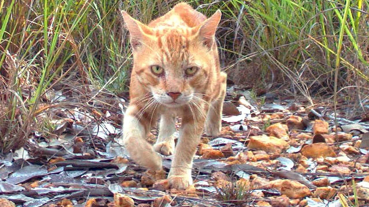 Foto - Fareler için adaya salınan 5 kedi felakete neden oldu: Milyonlarca kuşu katlettiler! 