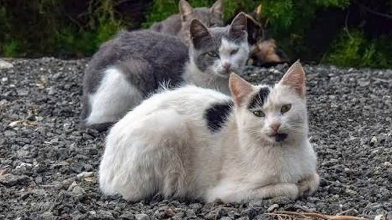 Foto - Fareler için adaya salınan 5 kedi felakete neden oldu: Milyonlarca kuşu katlettiler! 