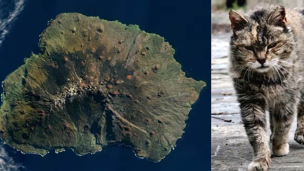 Fareler için adaya salınan 5 kedi felakete neden oldu: Milyonlarca kuşu katlettiler! 
