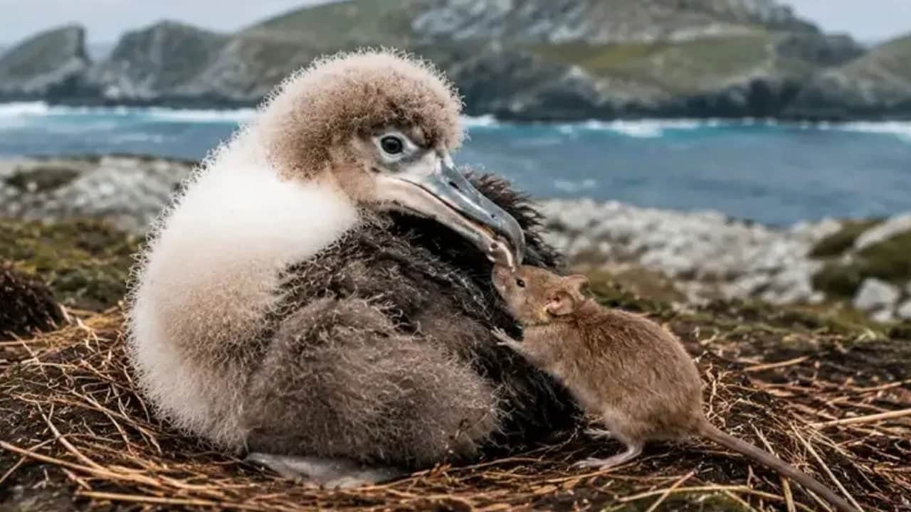Foto - Fareler için adaya salınan 5 kedi felakete neden oldu: Milyonlarca kuşu katlettiler! 
