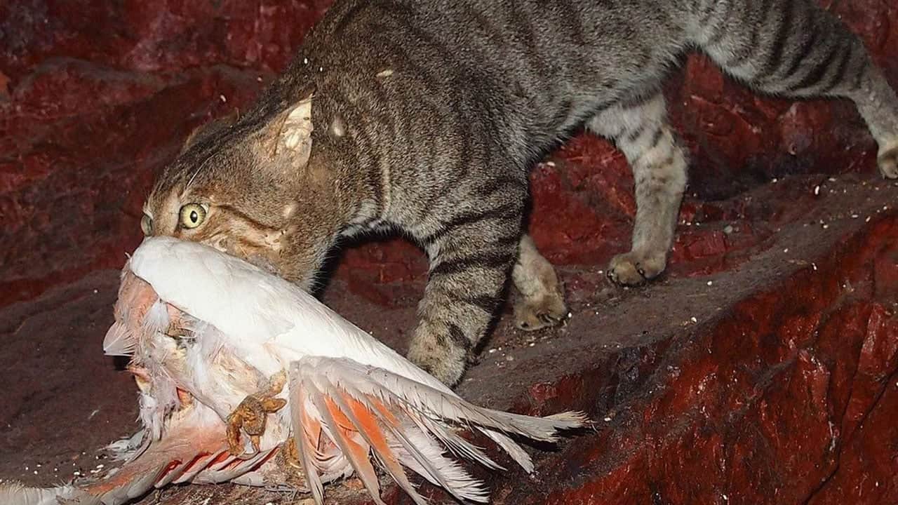 Foto - Fareler için adaya salınan 5 kedi felakete neden oldu: Milyonlarca kuşu katlettiler! 