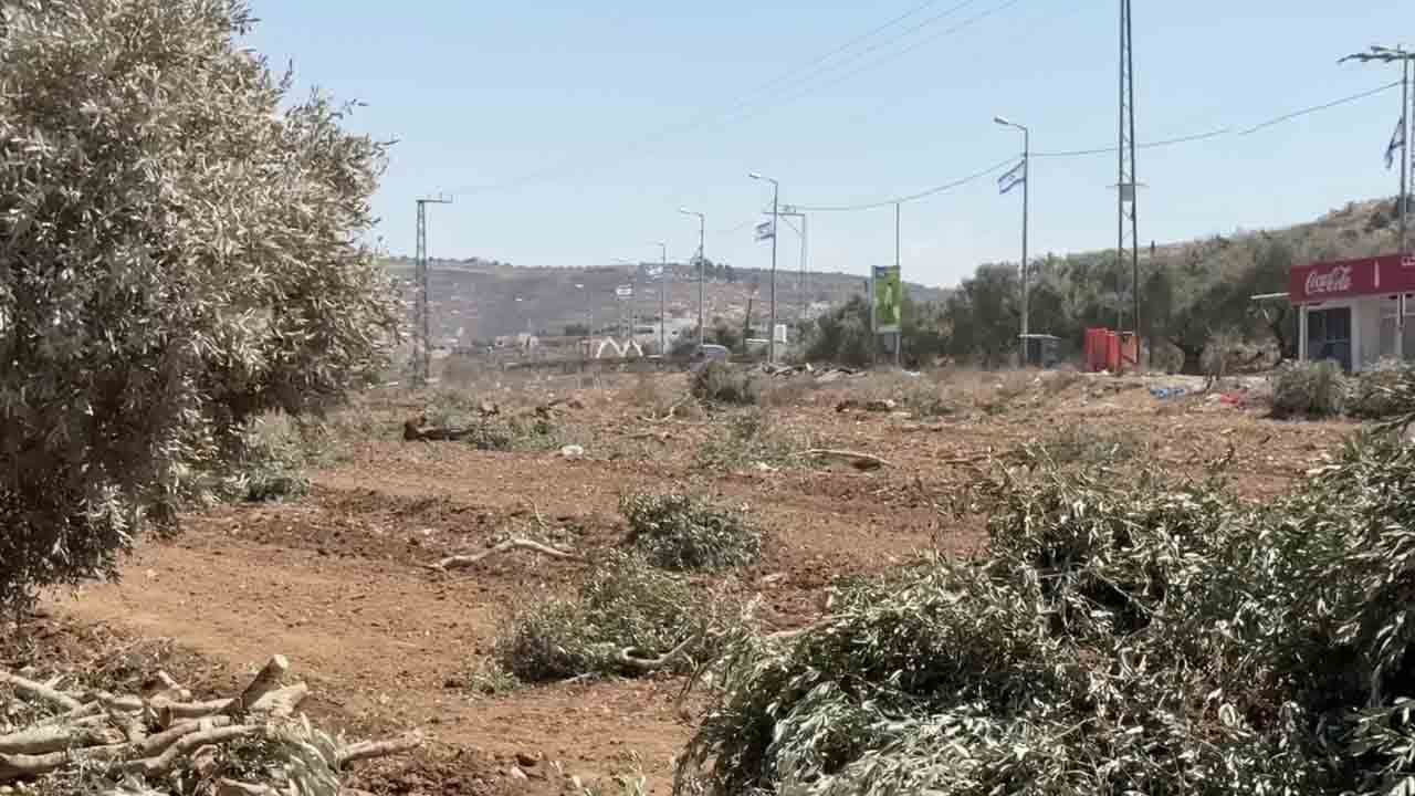 Foto - Filistinlilerden zeytin ağaçlarını söken siyoniste cevap: Allah büyük! Kat kat fazlasını ekeceğiz…