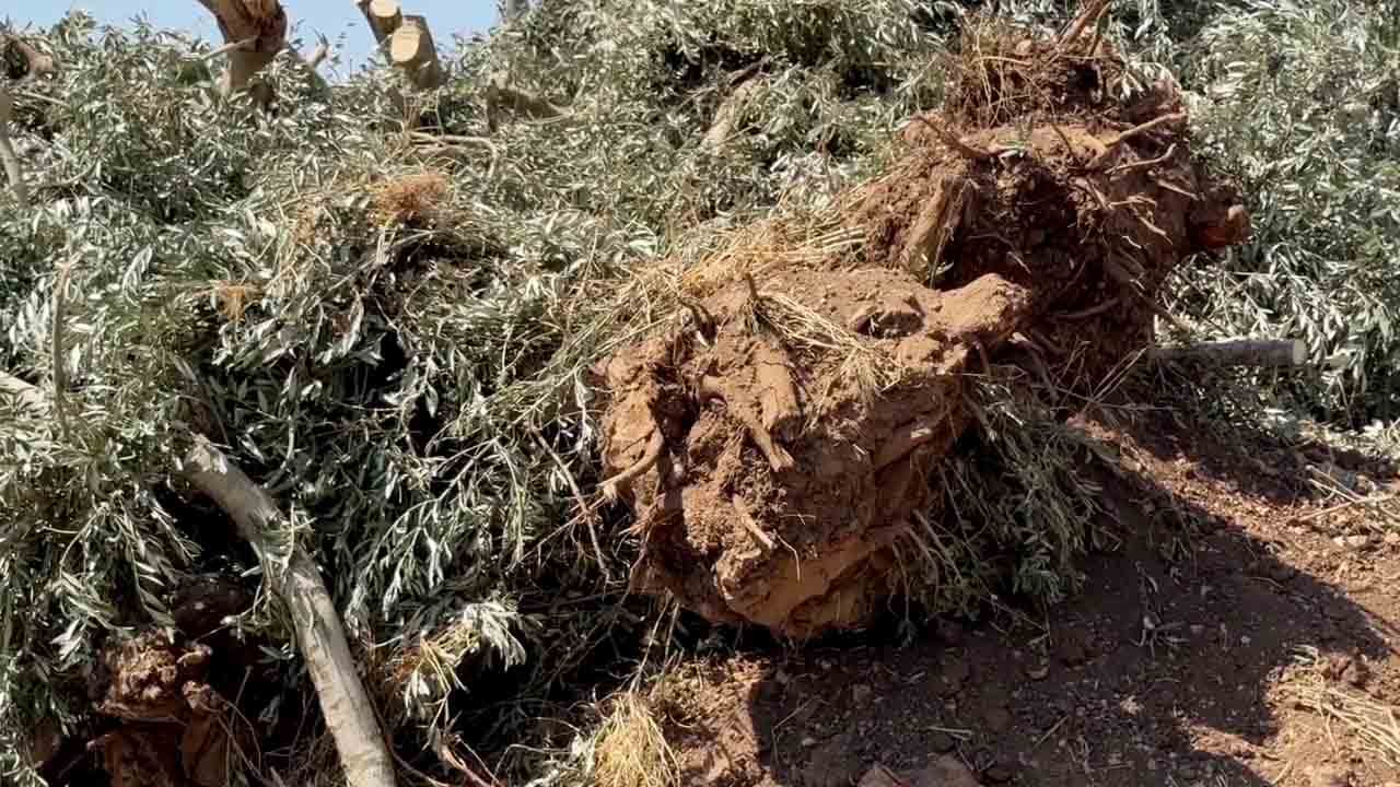 Foto - Filistinlilerden zeytin ağaçlarını söken siyoniste cevap: Allah büyük! Kat kat fazlasını ekeceğiz…