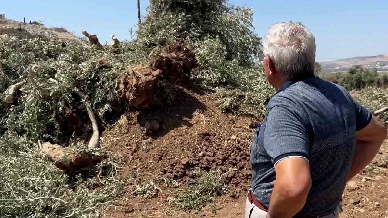 Filistinlilerden zeytin ağaçlarını söken siyoniste cevap: Allah büyük! Kat kat fazlasını ekeceğiz…