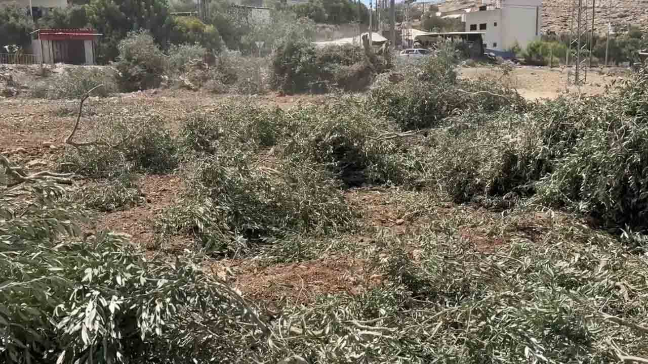 Foto - Filistinlilerden zeytin ağaçlarını söken siyoniste cevap: Allah büyük! Kat kat fazlasını ekeceğiz…