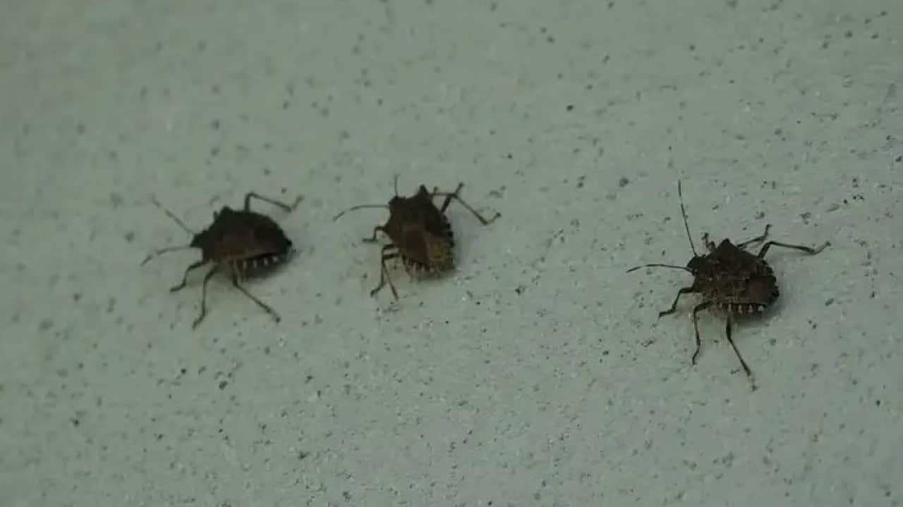 Foto - Fındığa büyük zarar veriyordu! Kokarca sorunu böyle çözüldü 