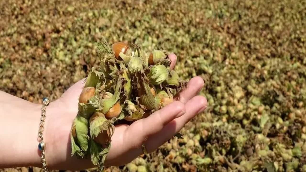 Foto - Fındığa büyük zarar veriyordu! Kokarca sorunu böyle çözüldü 