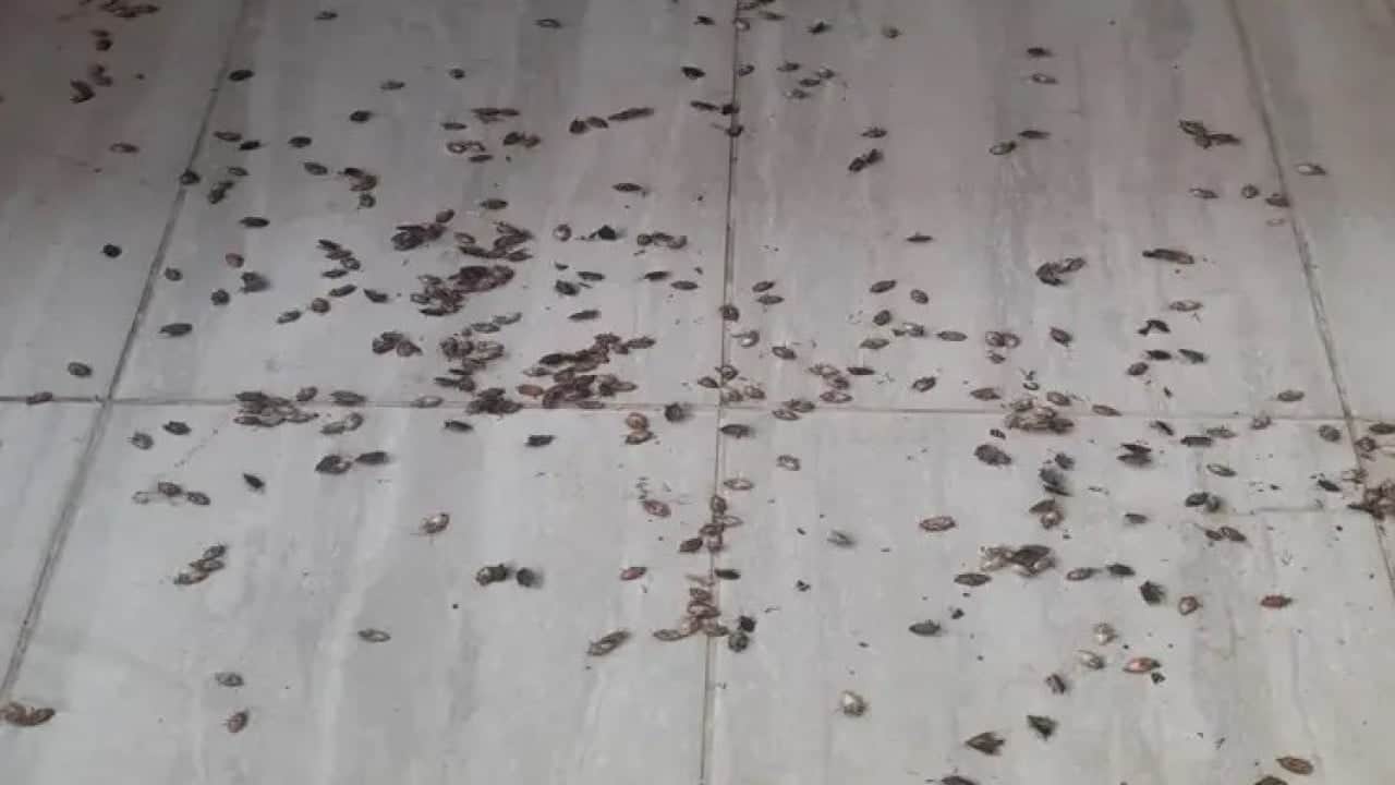 Foto - Fındığa büyük zarar veriyordu! Kokarca sorunu böyle çözüldü 