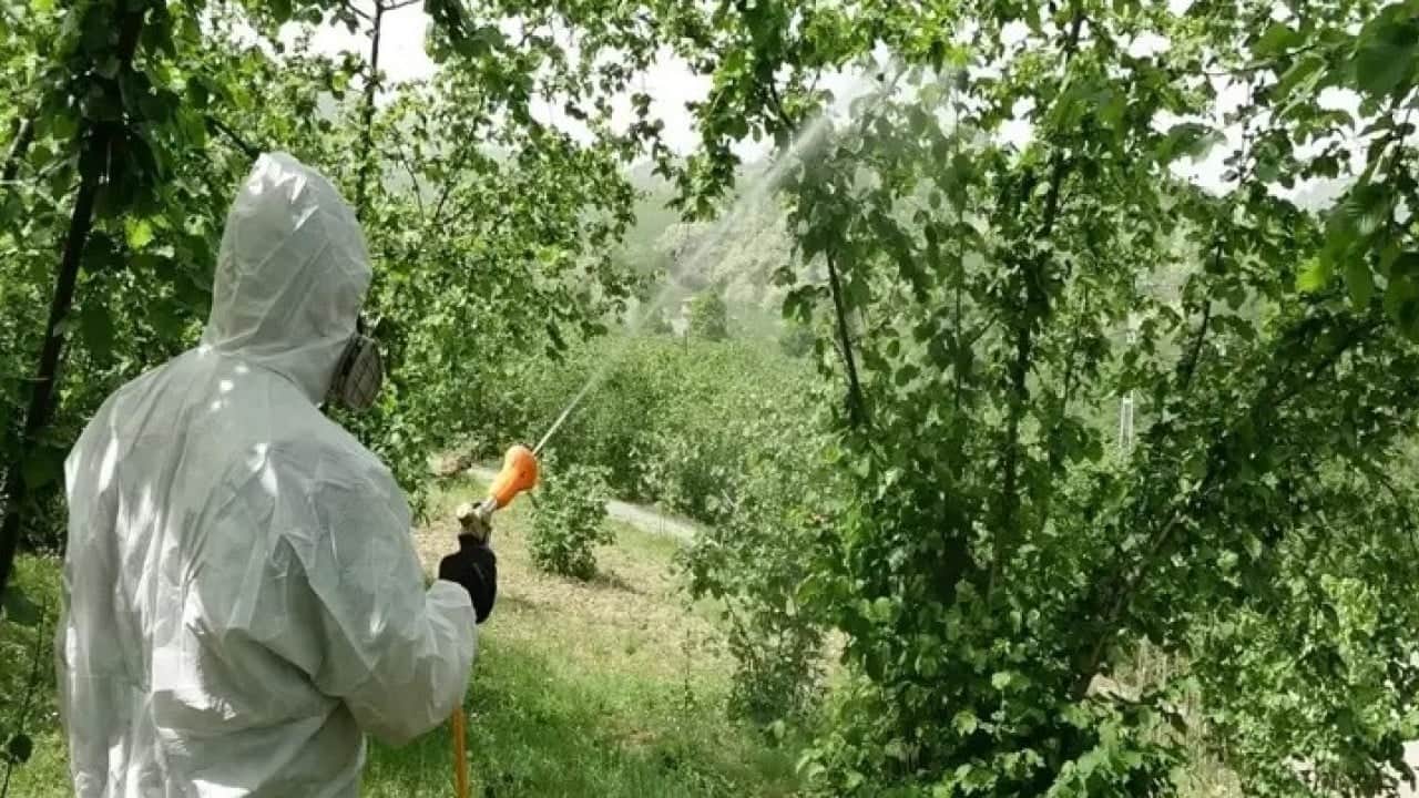 Foto - Fındığa büyük zarar veriyordu! Kokarca sorunu böyle çözüldü 