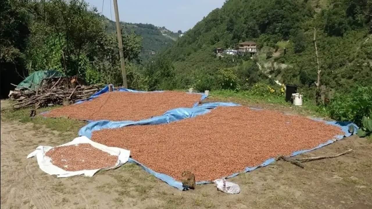 Foto - Fındığa büyük zarar veriyordu! Kokarca sorunu böyle çözüldü 