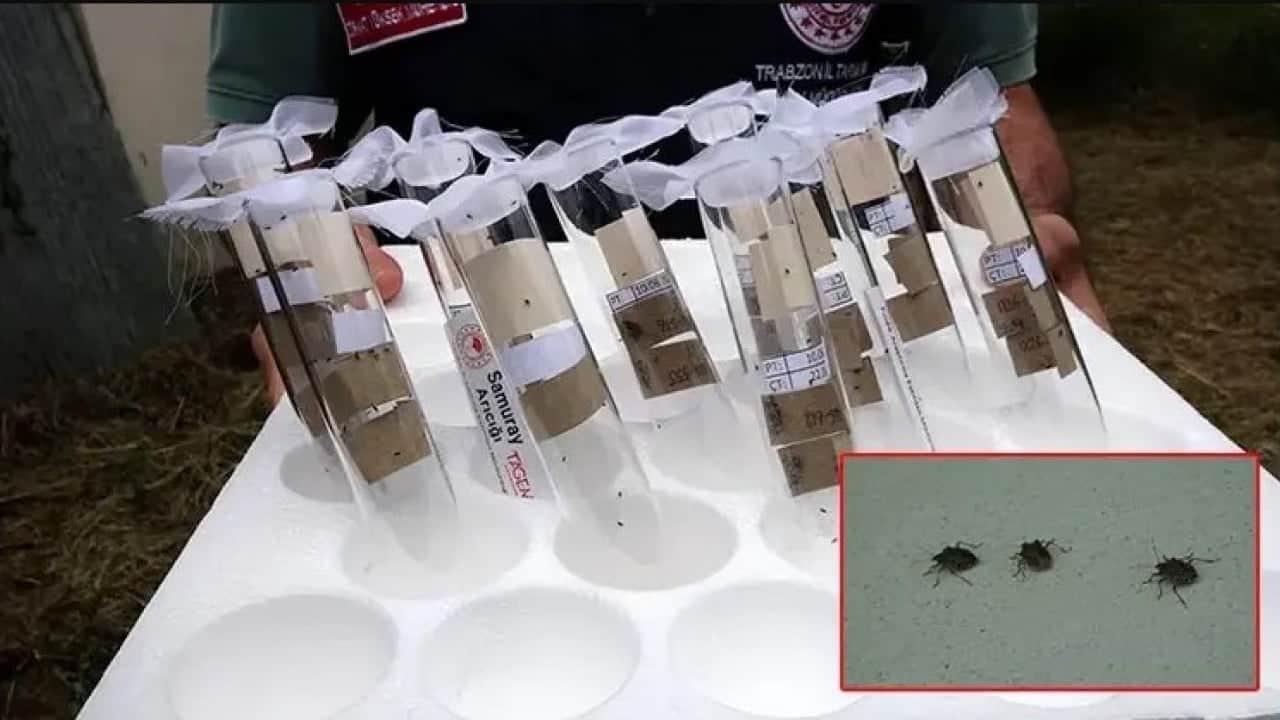 Foto - Fındığa büyük zarar veriyordu! Kokarca sorunu böyle çözüldü 