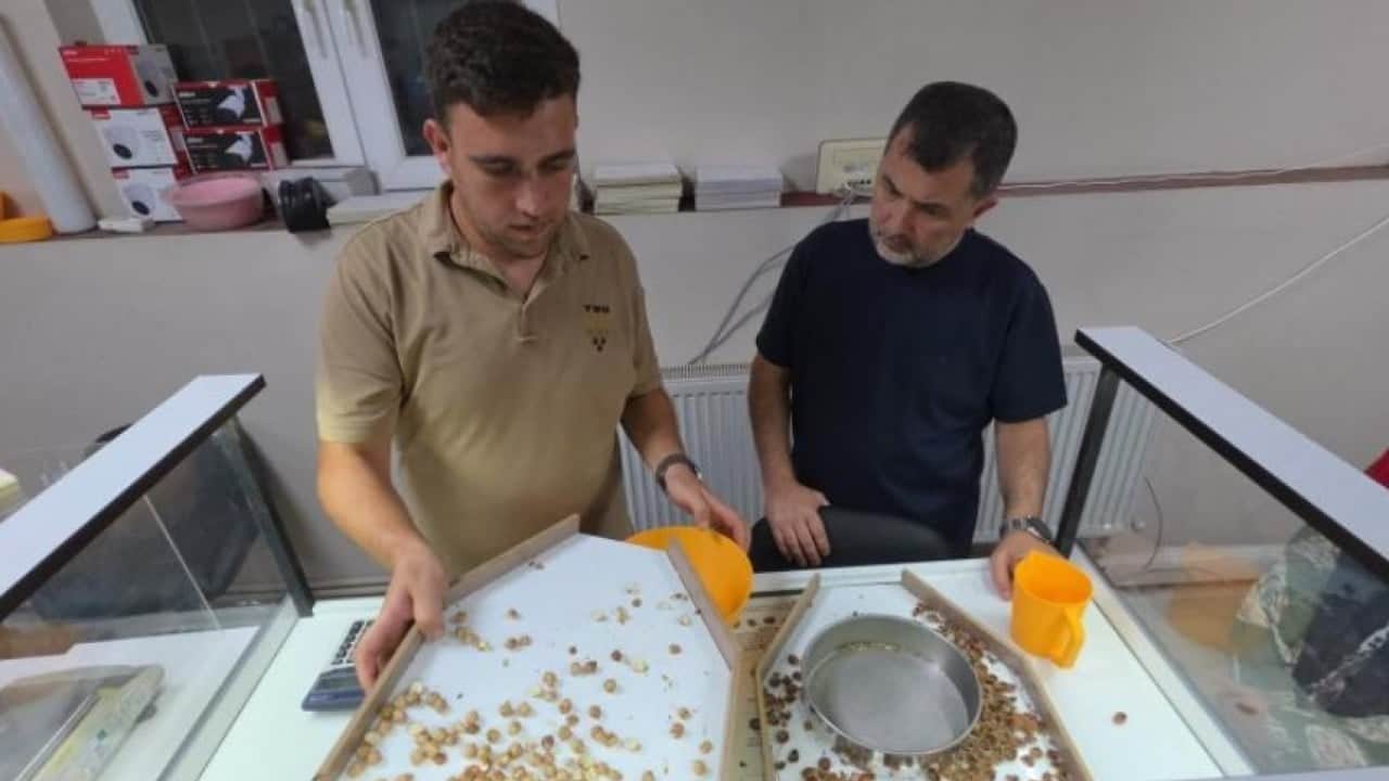 Fındık sezonu başadı! Alım noktalarında uzun kuyruk