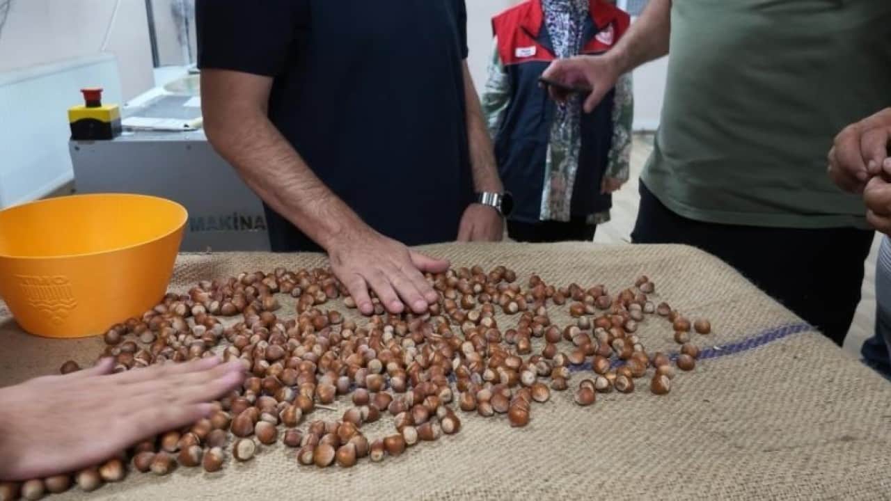 Foto - Fındık sezonu başadı! Alım noktalarında uzun kuyruk