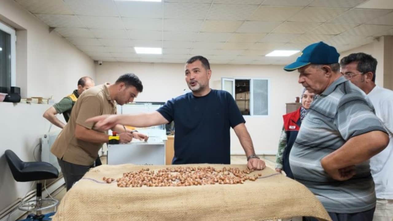 Foto - Fındık sezonu başadı! Alım noktalarında uzun kuyruk